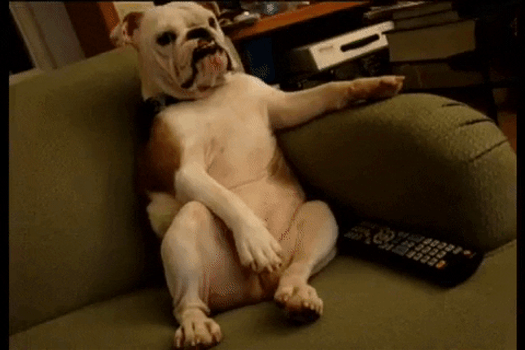 English Bulldog Watching TV GIF