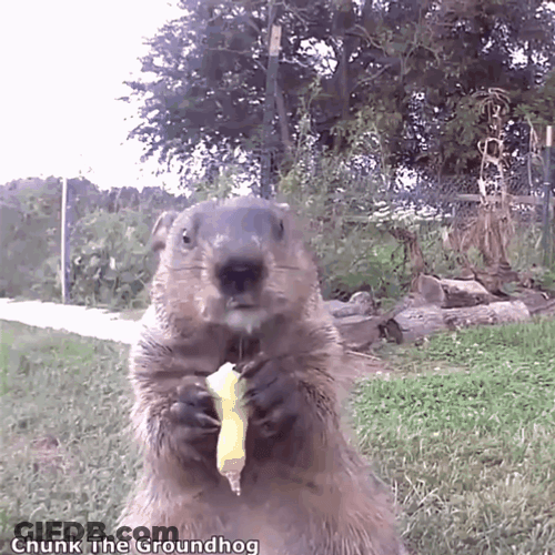 Enjoy Chunk The Groundhog GIF
