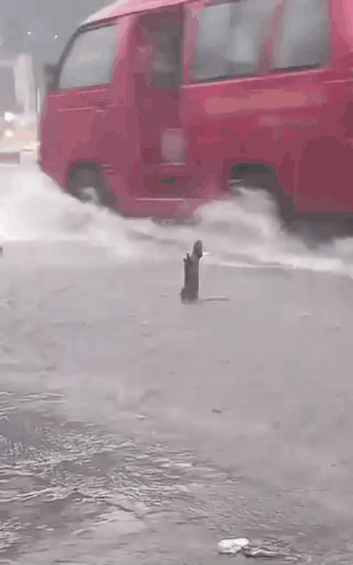 Enjoy Rat Showering In The Rain GIF