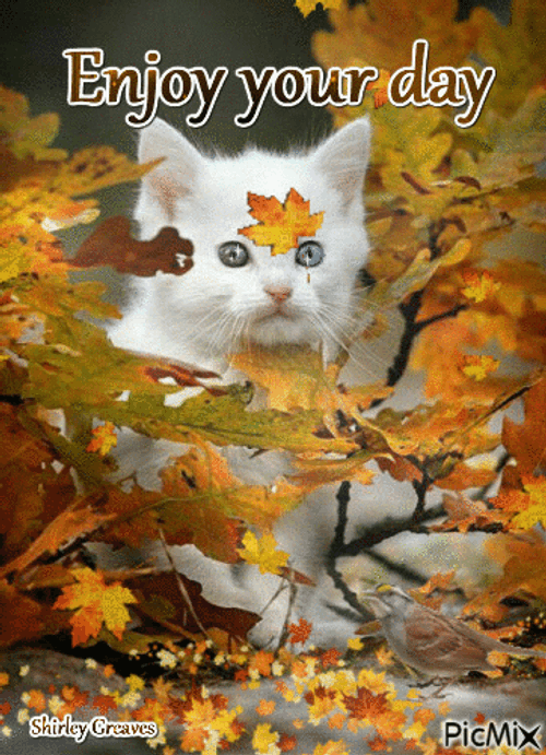 Enjoy Your Day Cute Kitten Autumn GIF