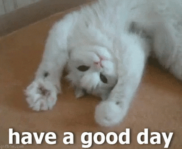 Enjoy Your Day Have A Good Day Cat GIF