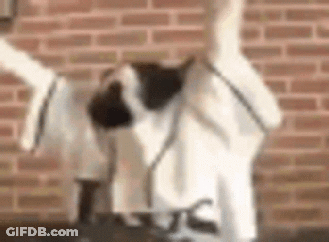 Enjoying Dj El Gato Meme GIF