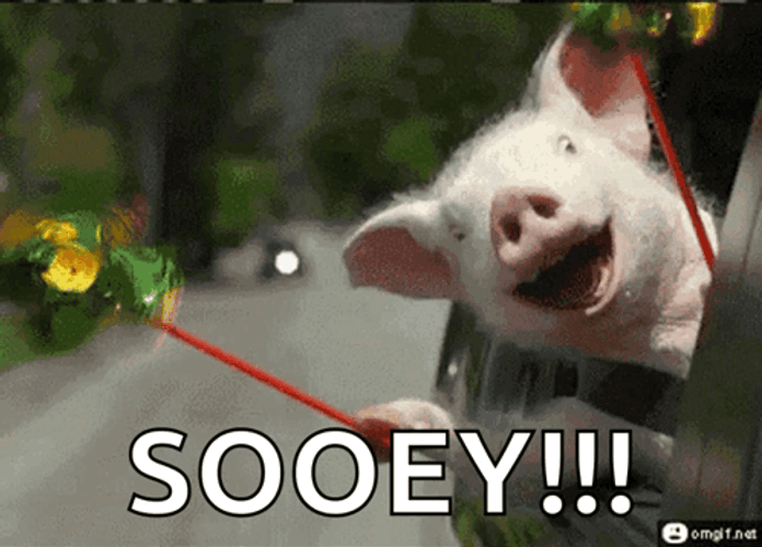 Enjoying The Ride And Squeal Like A Pig GIF