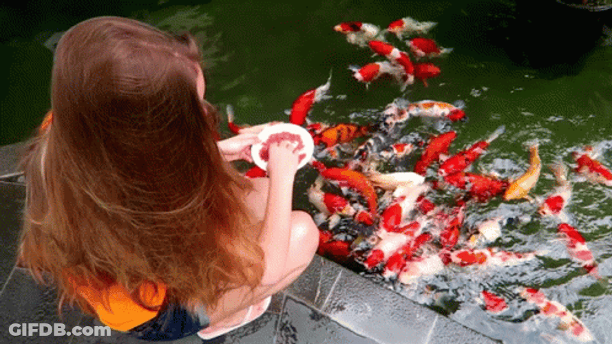 Entertainig Koi Fish Feeding Activity GIF