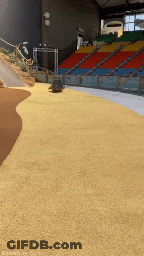 Entertaining Bouncing Seal I Have Arrived GIF