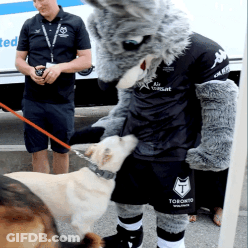 Entertaining Dog Chasing Tail Rugby League Dog GIF
