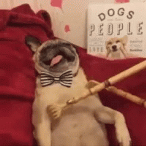 Entertaining Dog Funny Scratch GIF