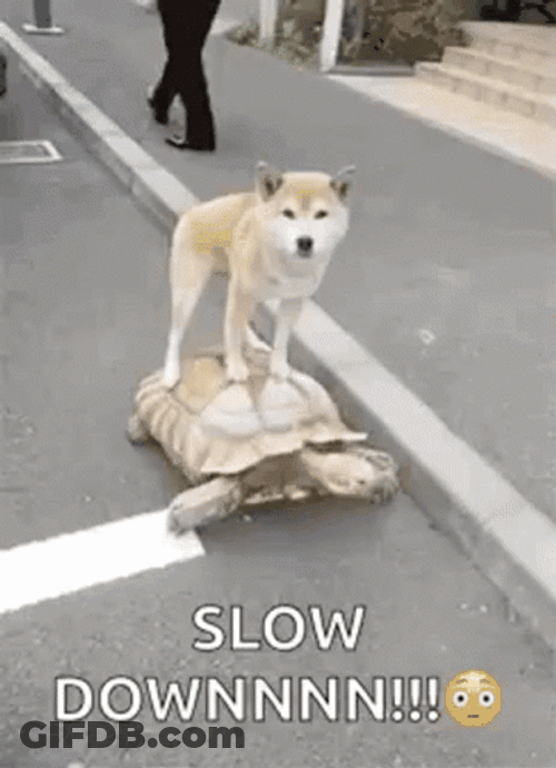 Entertaining Dog Riding Turtle Slow Down GIF