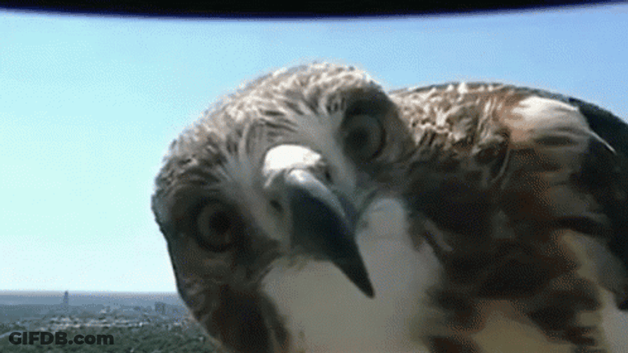 Entertaining Peeking Cute Hawk GIF