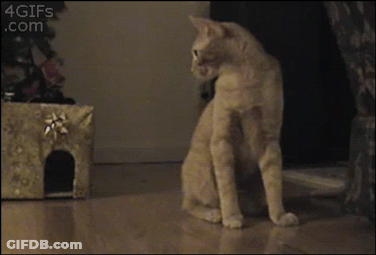 Epic Fail Cat Meh GIF