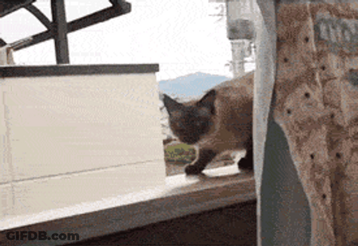 Epic To Infinity And Beyond Cat Jumping GIF