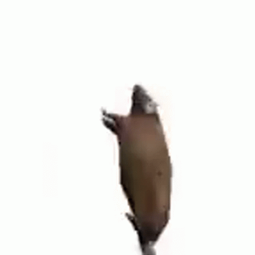 Erratic Spinning Fat Rat GIF