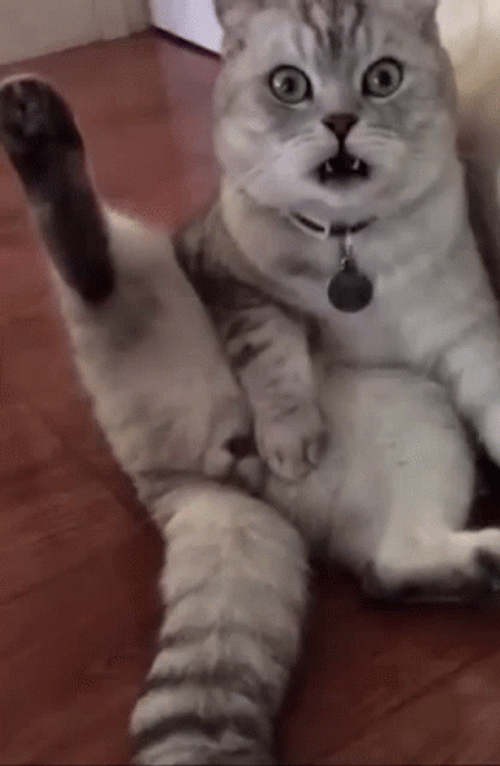 Error Idle Surprised Cat GIF