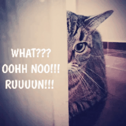 Escaped Cat Running GIF