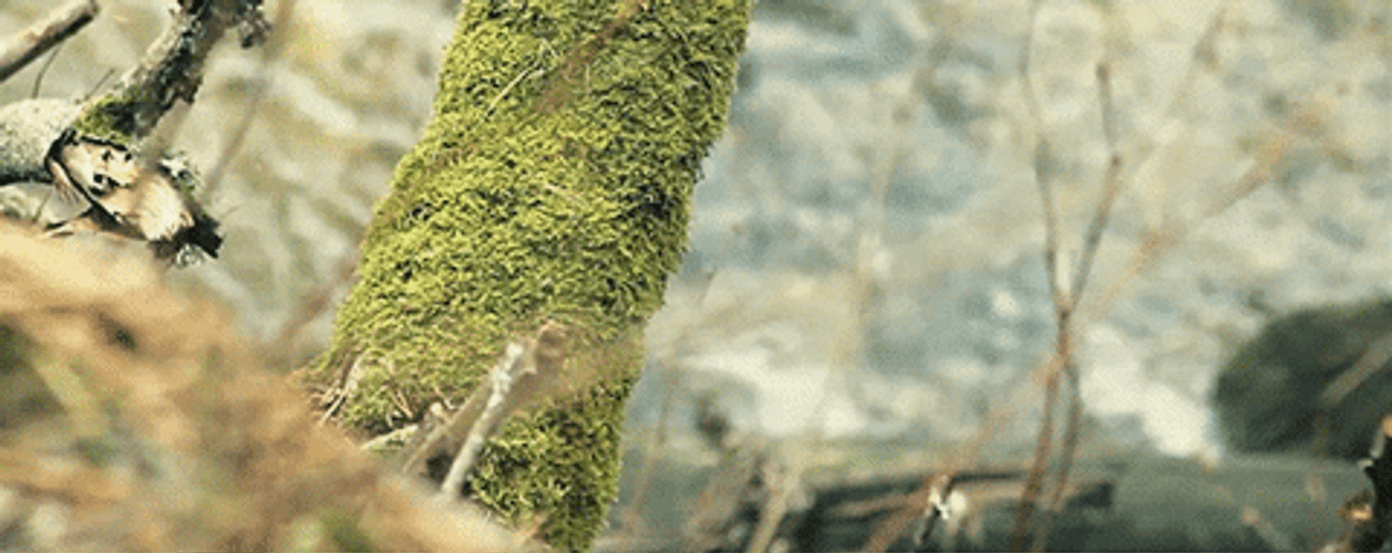 Estonia Depicting Nature GIF
