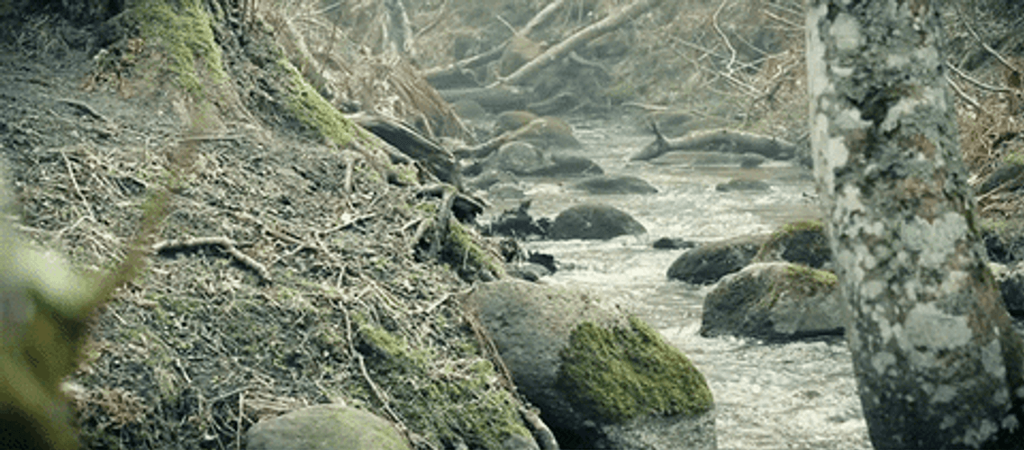 Estonia Nature River GIF