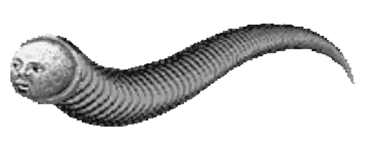European Medicinal Leech With Face GIF