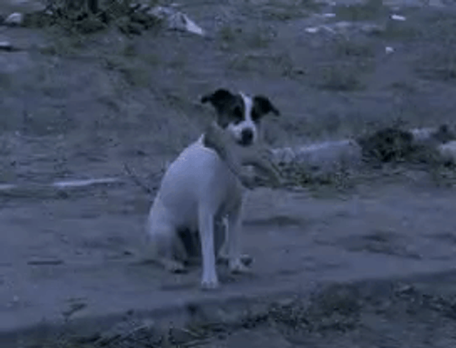Eurotrip Jack Russell Terrier Dog GIF