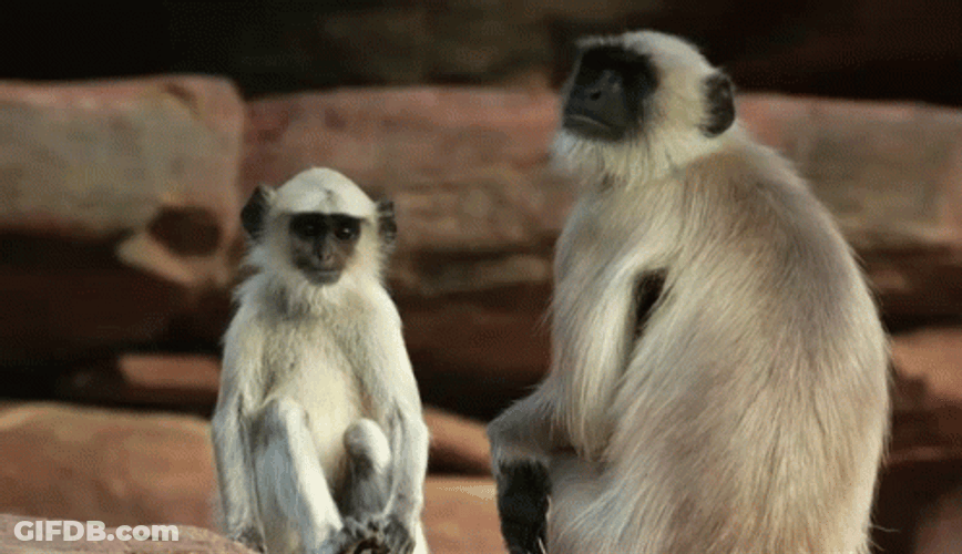 Even Monkey's Have Empathy GIF