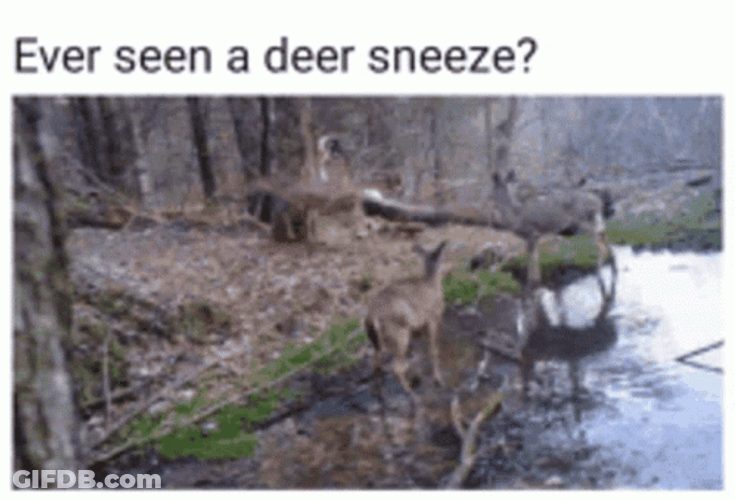 Ever Seen A Deer Sneeze GIF