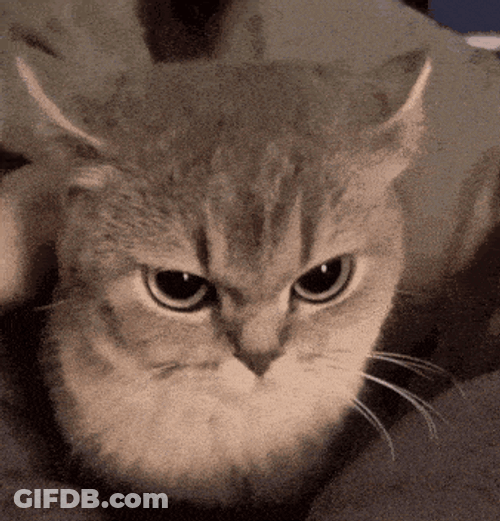Evil Cat Floppy GIF