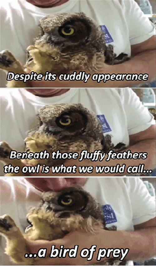 Evil Eye Bird Of Prey Meme GIF