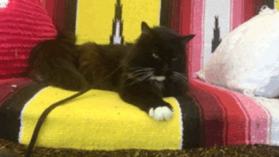 Evil Eye Funny Grumpy Cat GIF