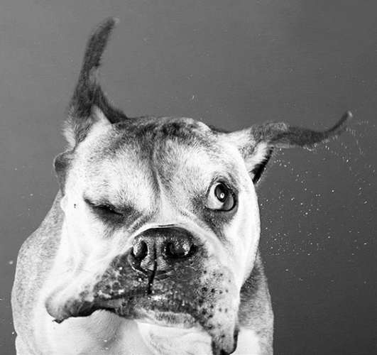 Evil Eye Roll Blink Dog GIF