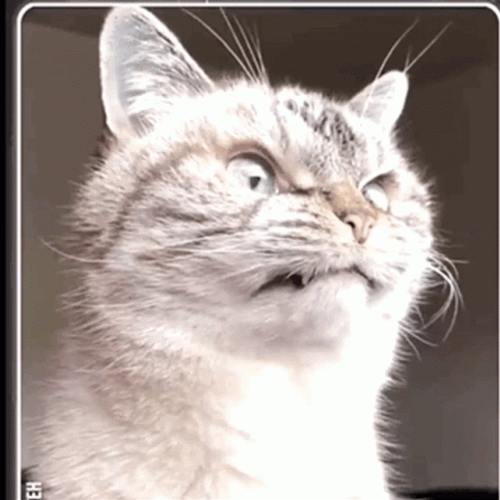 Evil Eye Twitch Angry Cat GIF