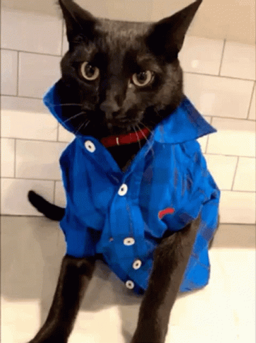 Evil Eye Wink Funny Cat GIF