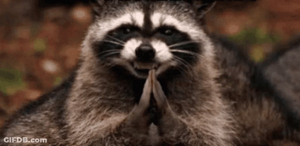 Evil Raccoon Scheming GIF