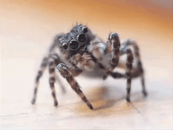 Evil Spider Jumpscare GIF