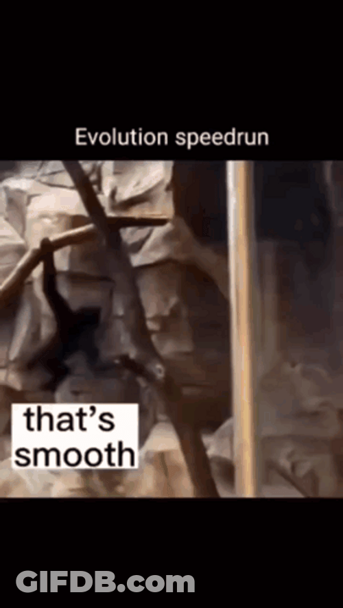 Evolution Flash Speed Run GIF