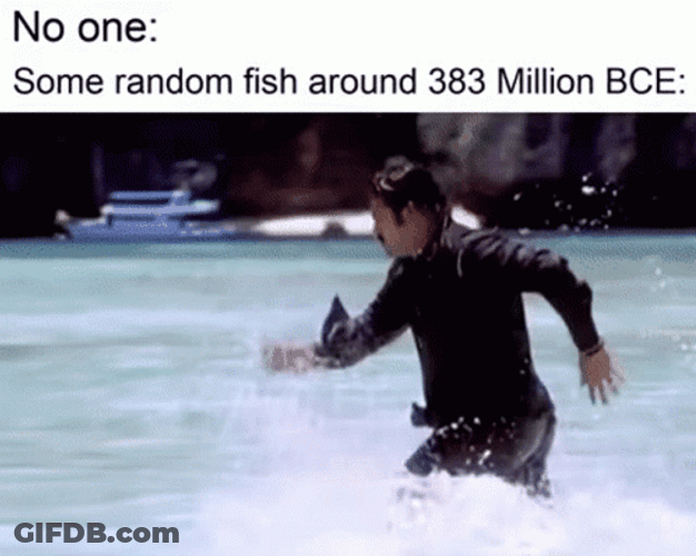 Evolution Of Some Random Fish GIF