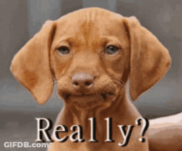 Exasperated Dog Really GIF