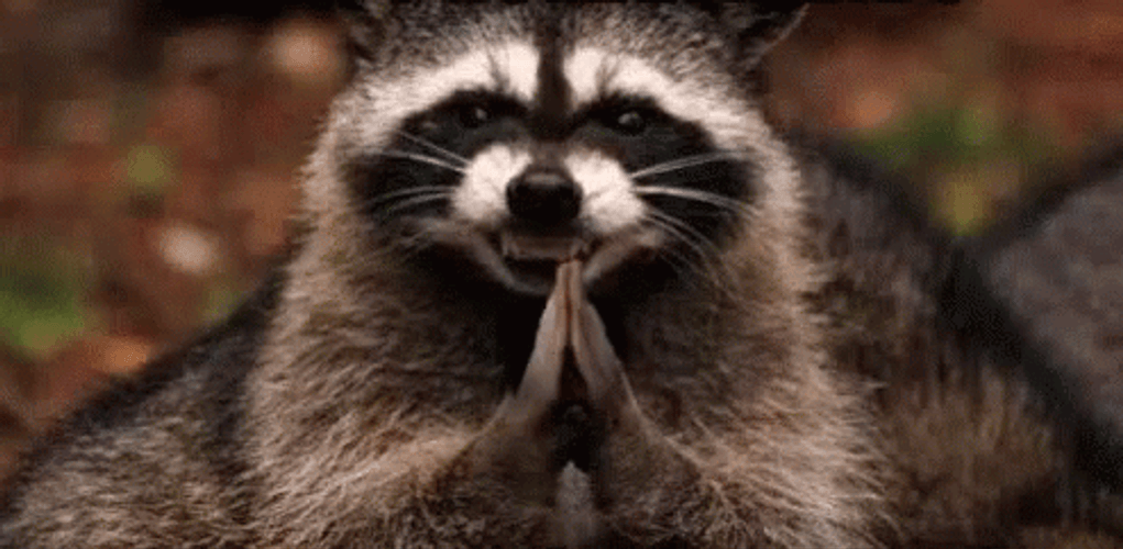 Excellent Evil Plan Raccoon GIF
