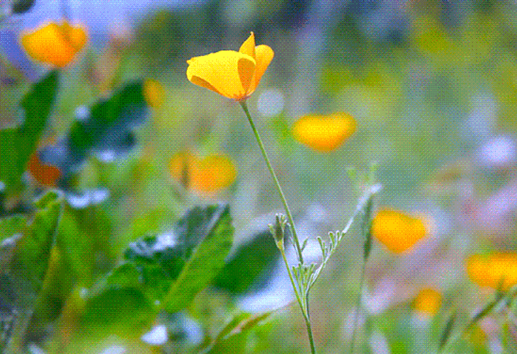 Excited Bee's First Day Of Spring GIF