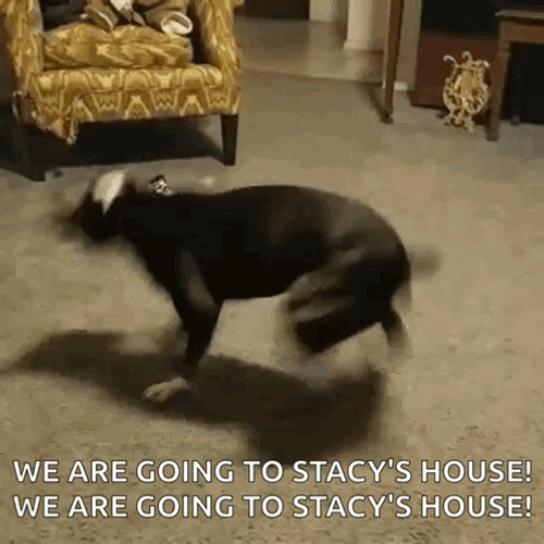 Excited Black Dog Chasing Tail Turning Around GIF