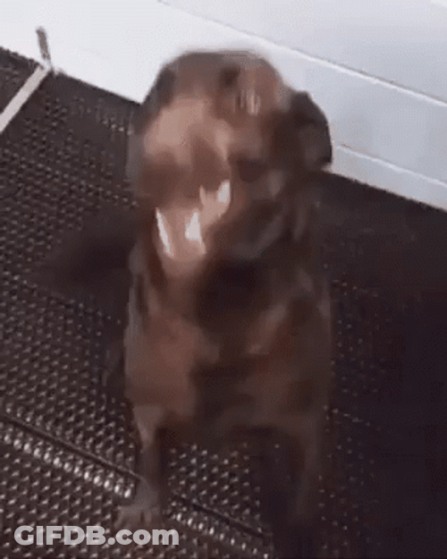 Excited Brown Dog Tapping Paws GIF