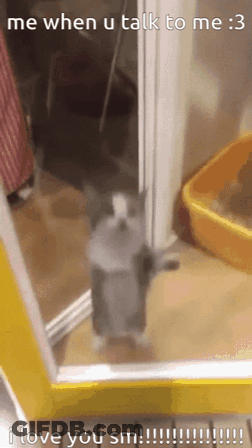 Excited Cat Dancing Meme GIF