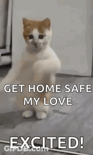 Excited Cat Saying Get Home Safe GIF