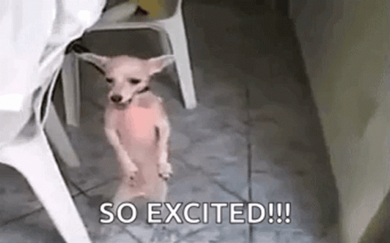 Excited Chihuahua Dog GIF