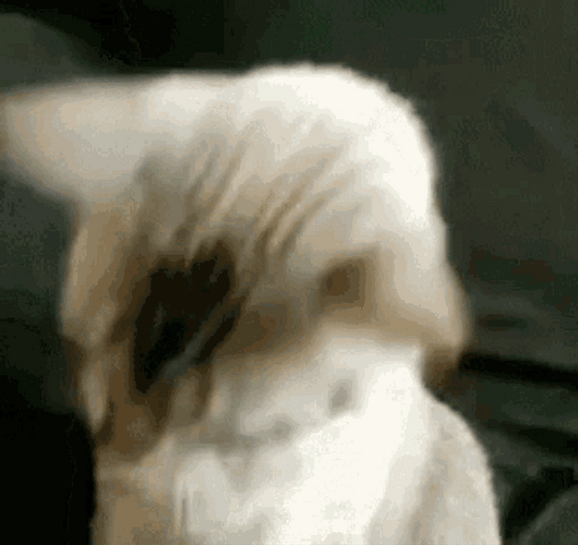 Excited Cool Cat GIF