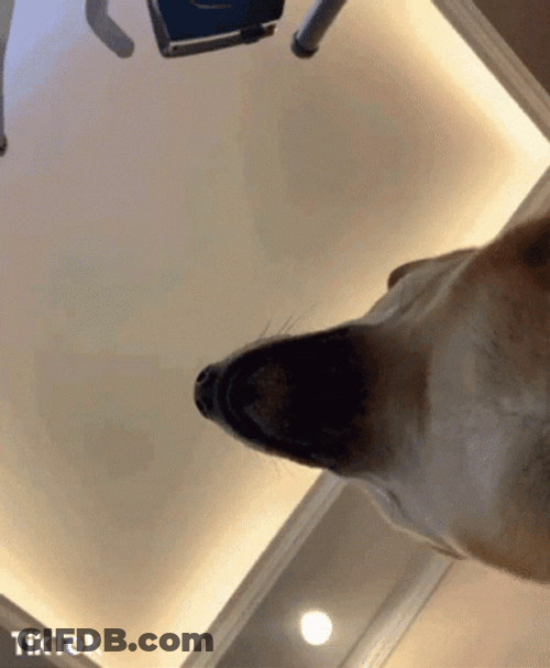 Excited Dog GIF