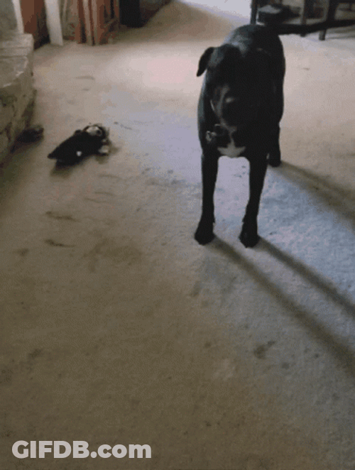 Excited Dog Black Terrier Circle GIF