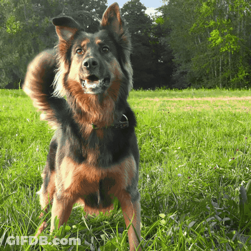 Excited Dog Bohemian Shepherd Turn GIF