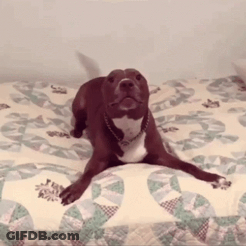 Excited Dog Brown Pit Bull On Bed GIF