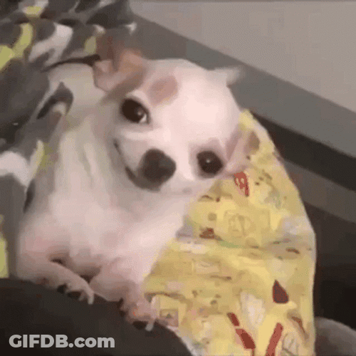 Excited Dog Chihuahua Smiling GIF
