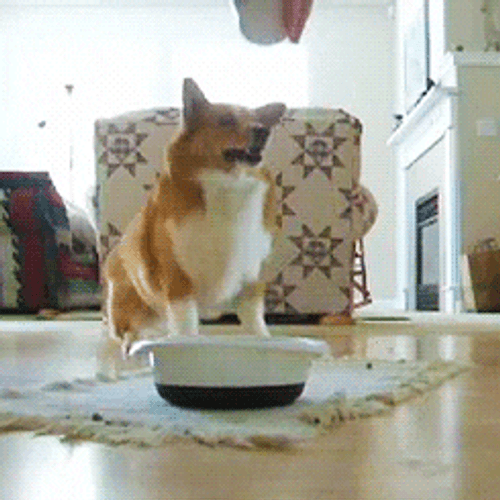 Excited Dog Corgi Food Bowl Fail GIF