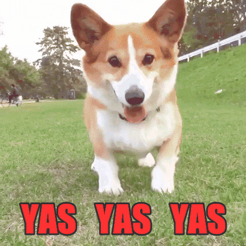 Excited Dog Corgi Yas GIF